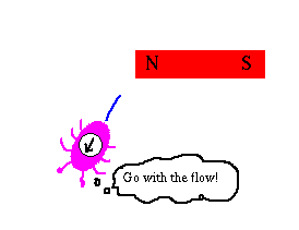 a bug carrying a compass